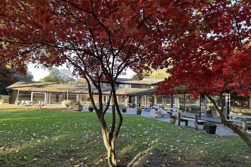Autumn garden trees
