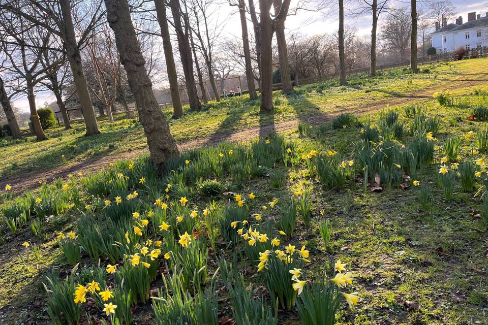 March flowers