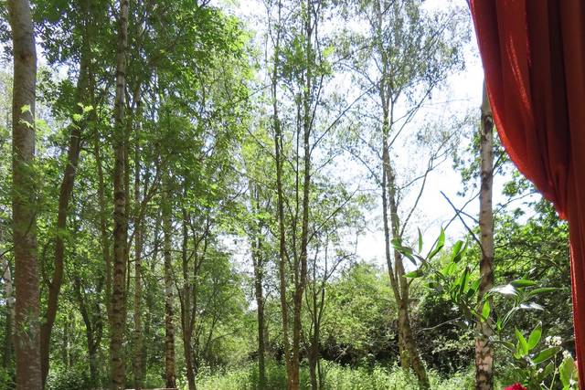 Woodland ceremony area