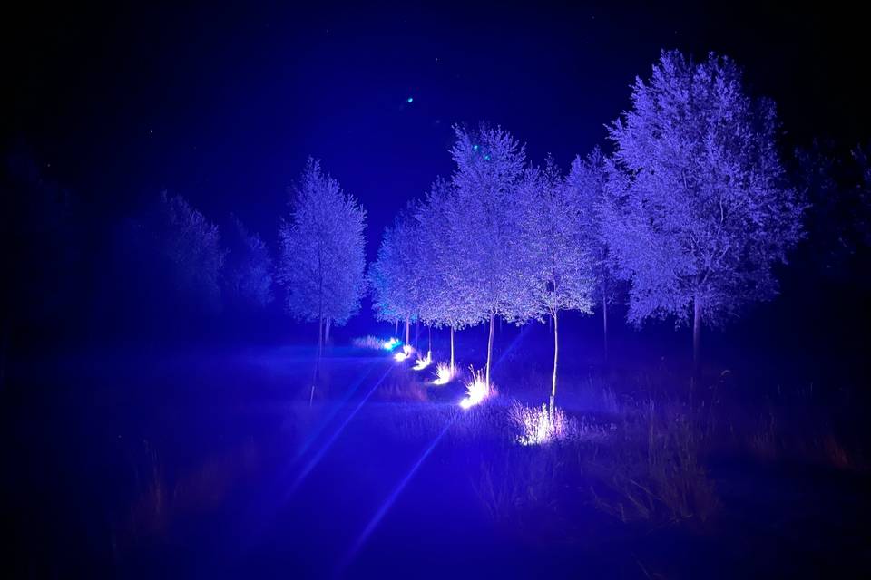 The willow field lit at night