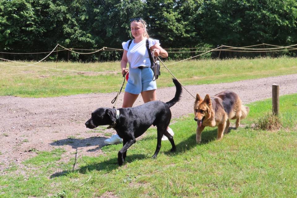 Walk With Me doggy dyaycare