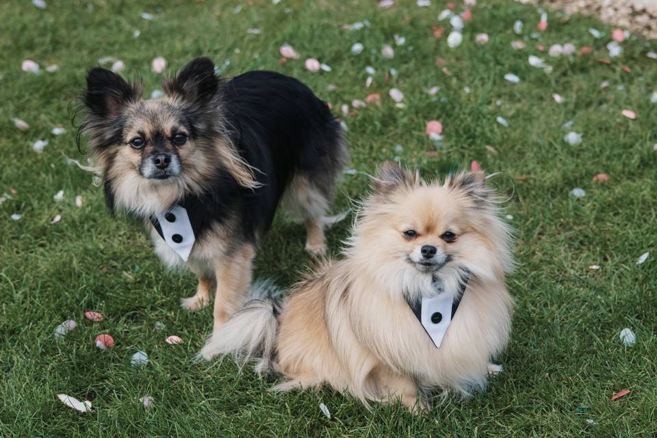 Dogs at ceremony