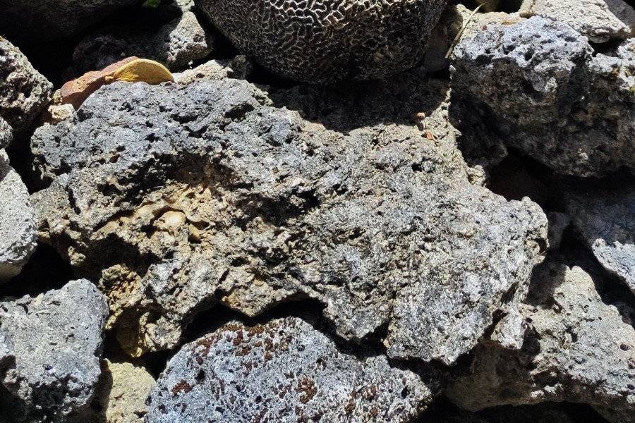 Culture and Nature in Japan