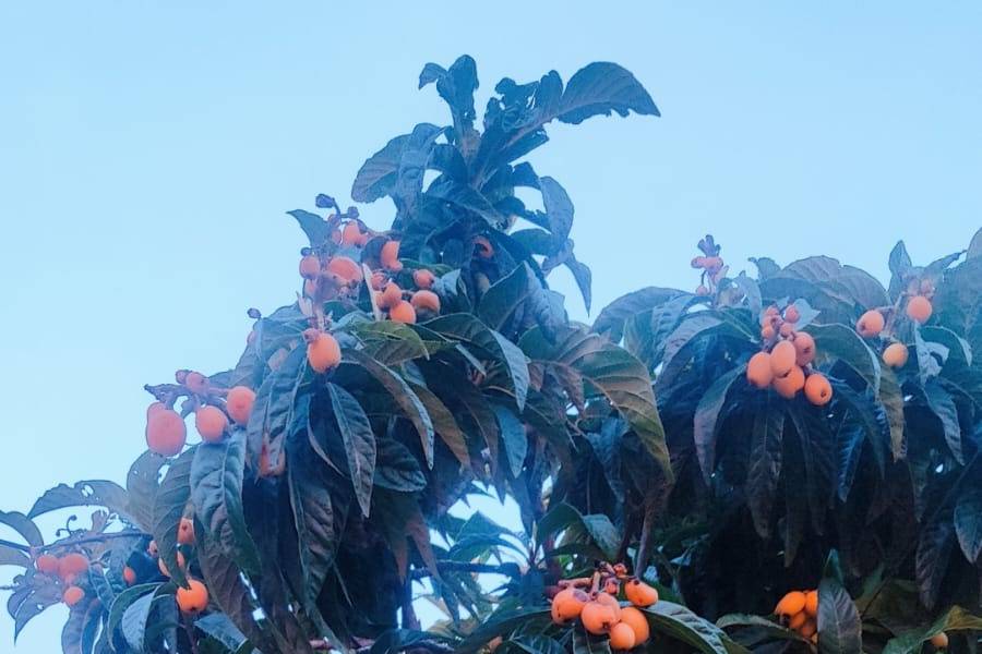 Beautiful Italian Gardens