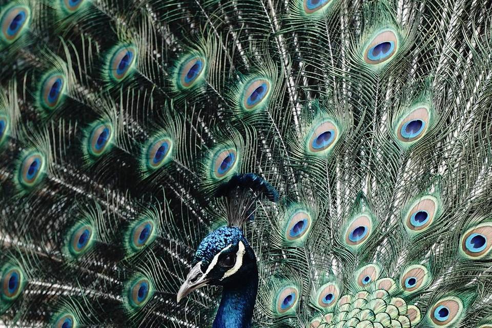 Peacock