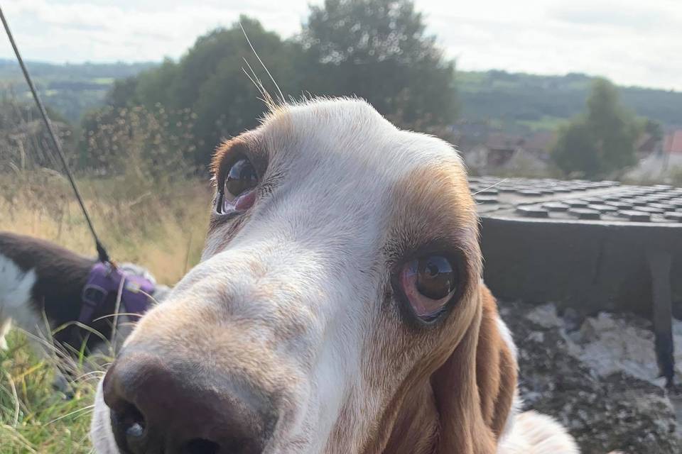 Basil the basset