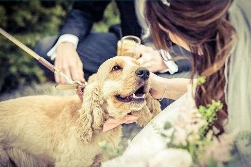 4Paws Wedding Dog Chaperone Service