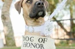 Dog of honor