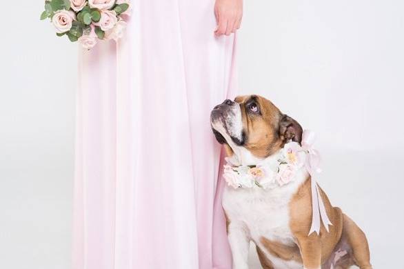 4Paws Wedding Dog Chaperone Service