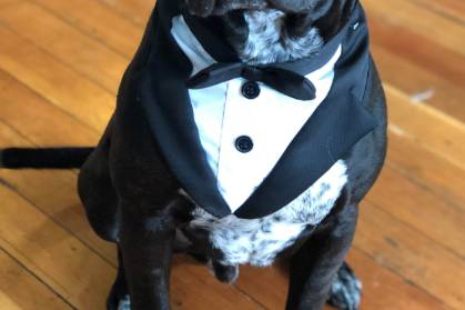 4Paws Wedding Dog Chaperone Service