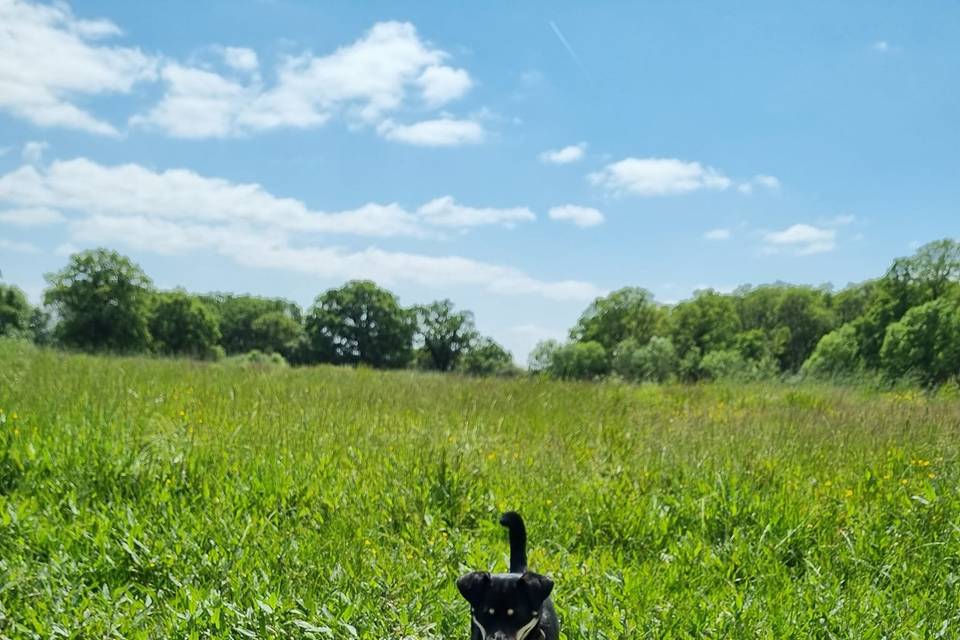 In the fields