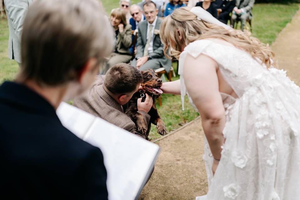 Dog Ring Bearer