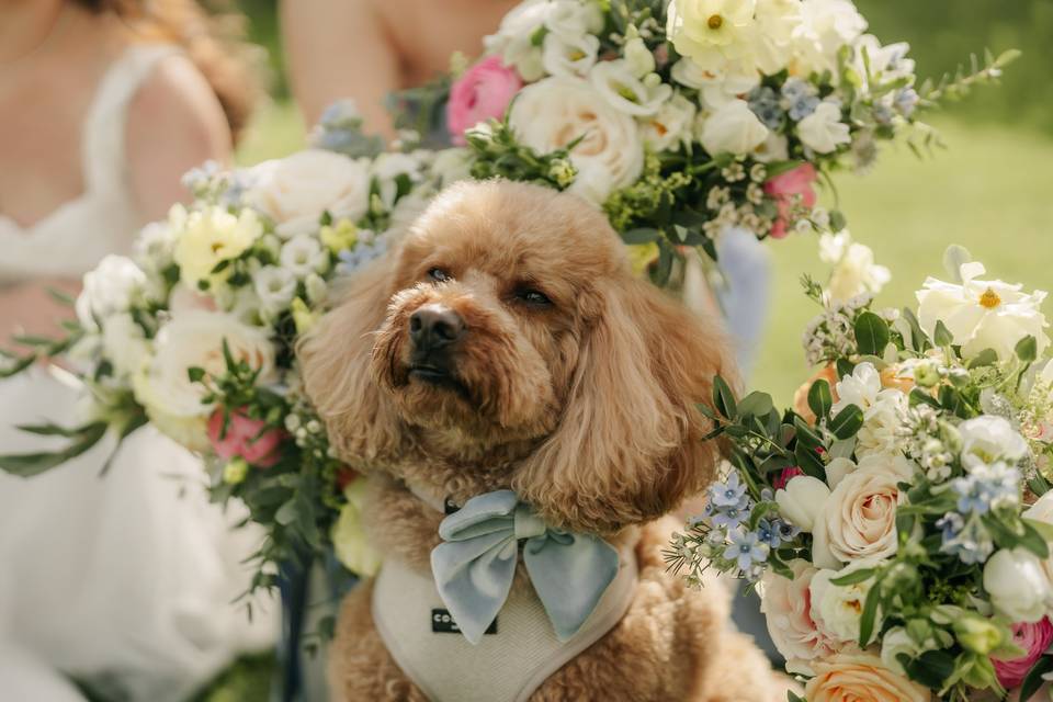 Dogs at Weddings