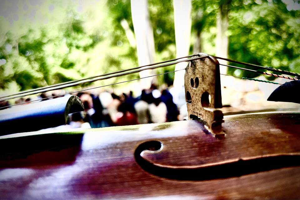 🎻