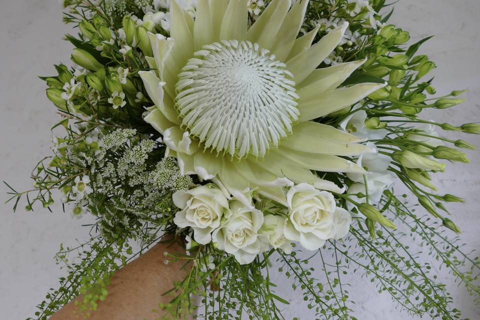 Beautiful Protea