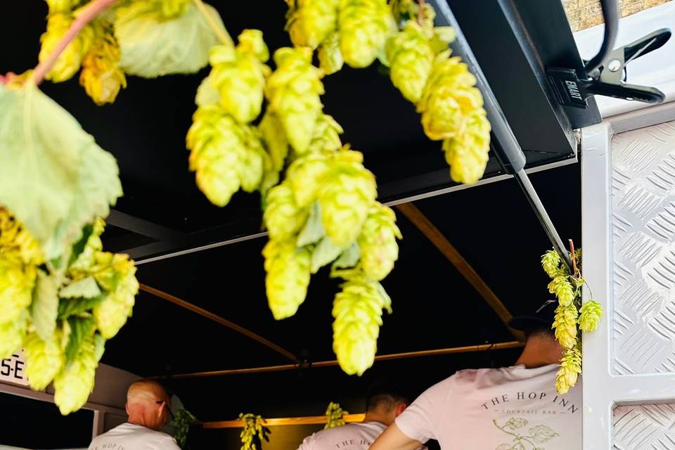 Hop festival