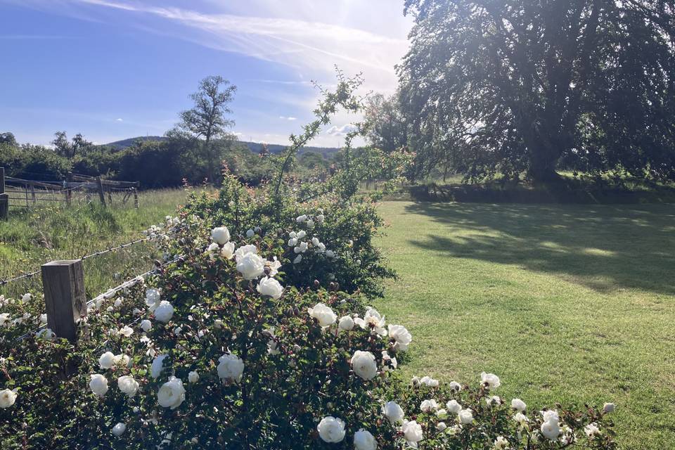 Rose garden