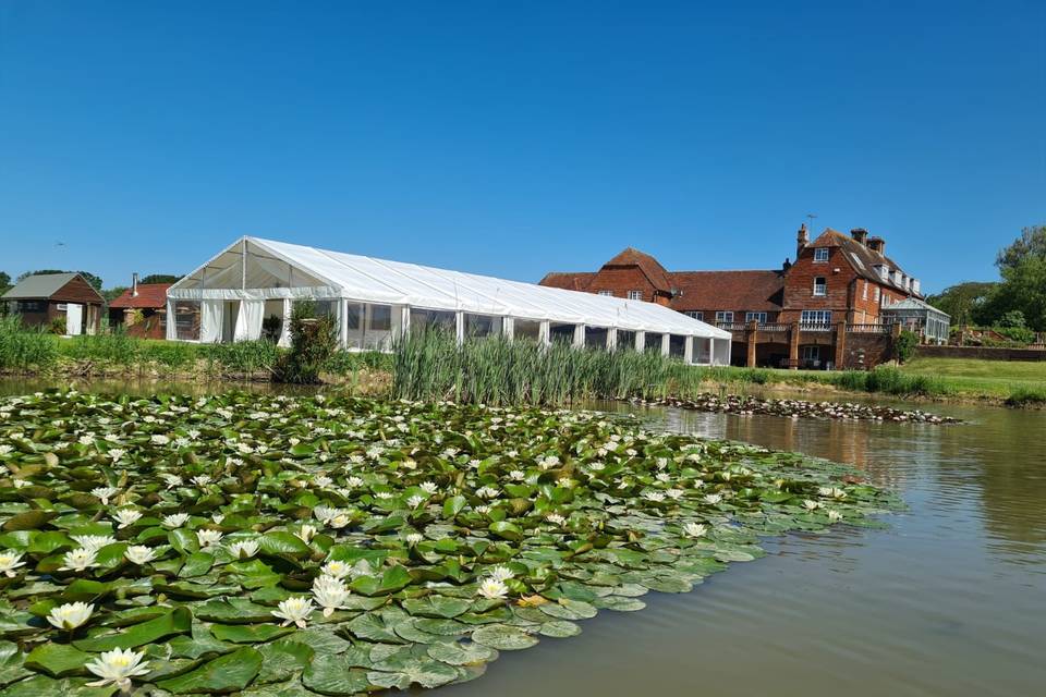 Lily pads