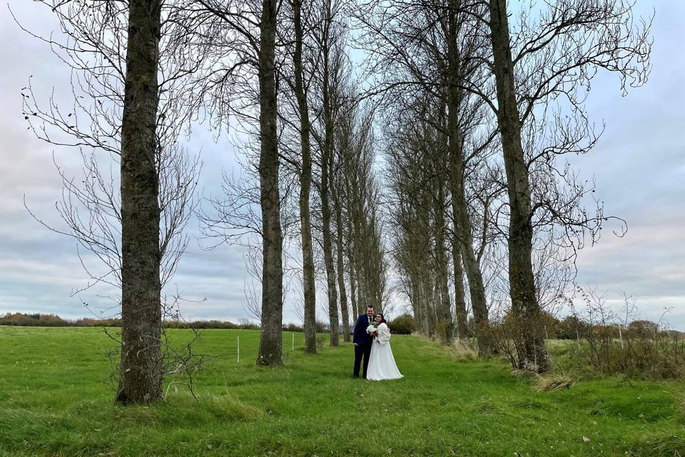 Avenue of trees