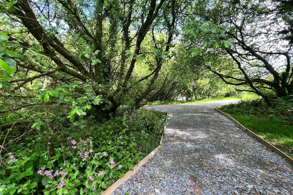 Forest path to lake