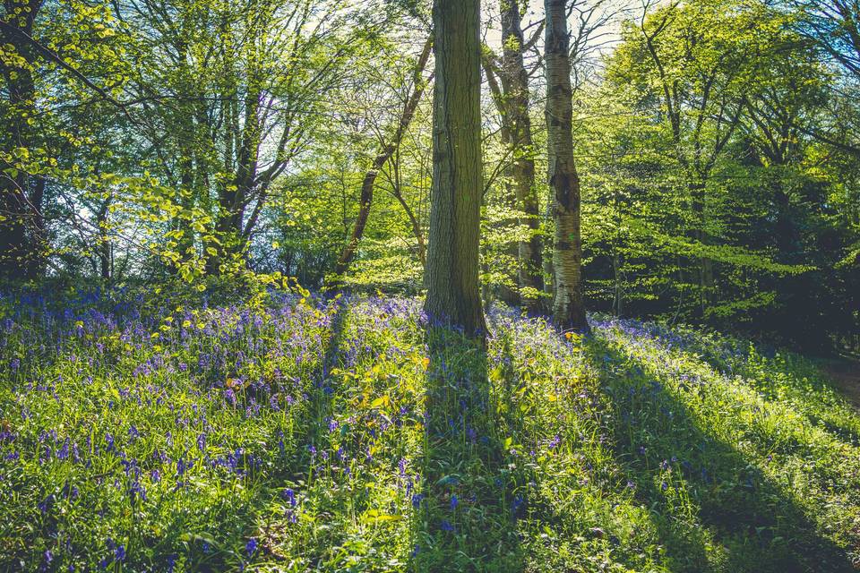 Bluebells