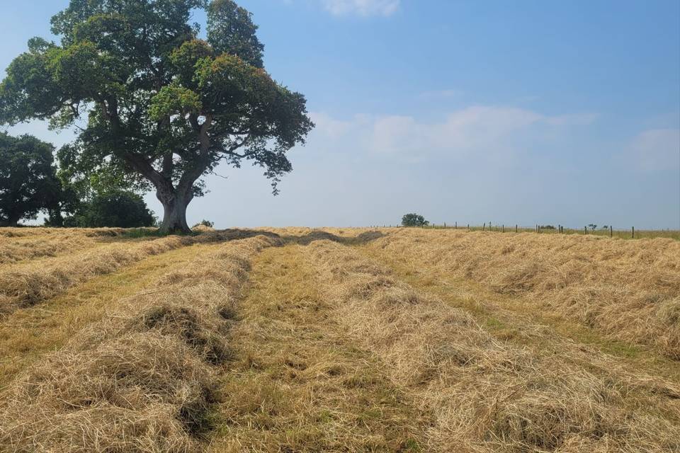 Hay making.