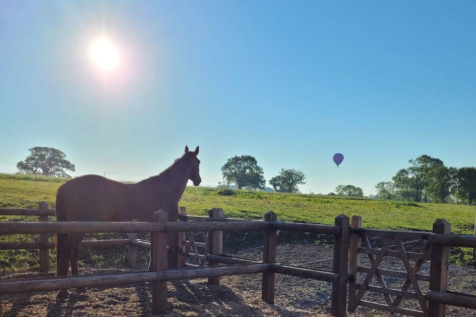 The horses enjoying the view.