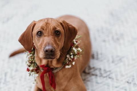 Dog Collars