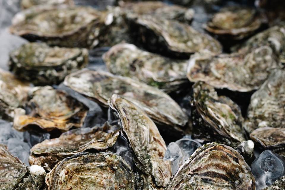 Oysters