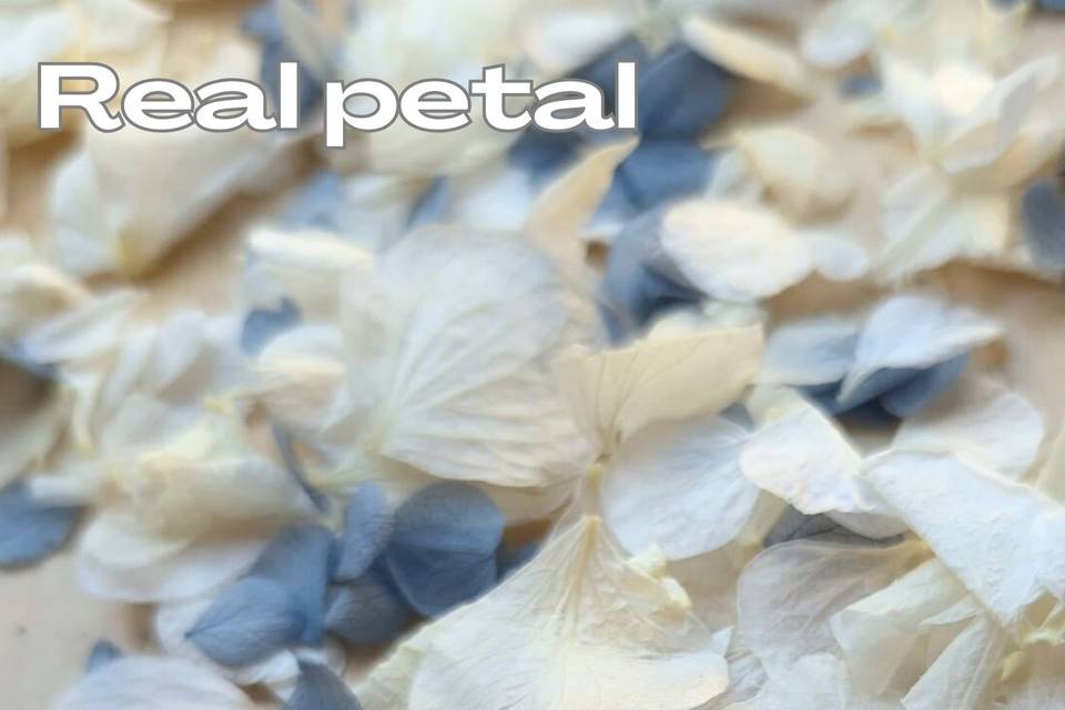 Dusty Blue hydrangea