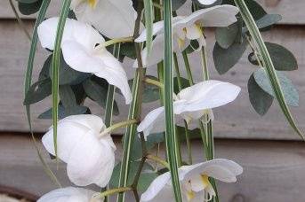Phalaenopsis Cascade