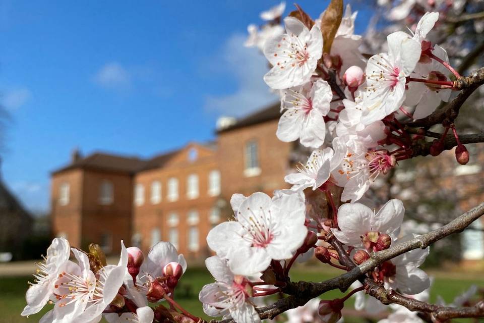 Flowers on property