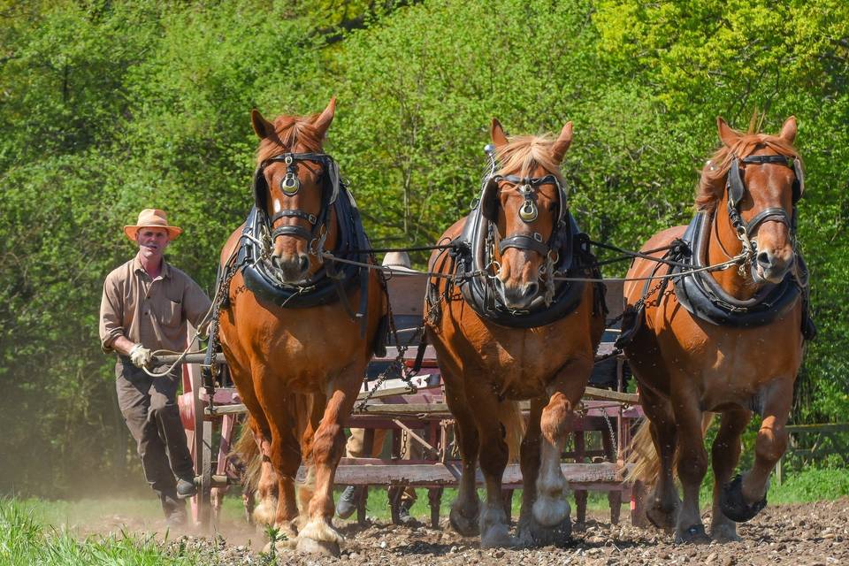 Horses on farm