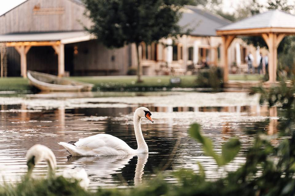 Swan in lake by barn