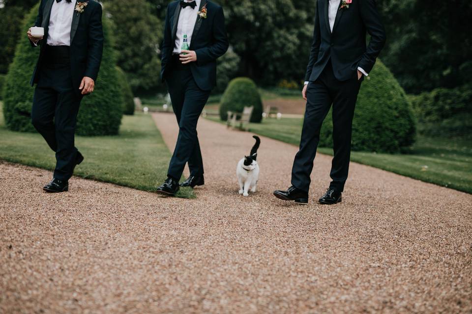 Cat groomsmen