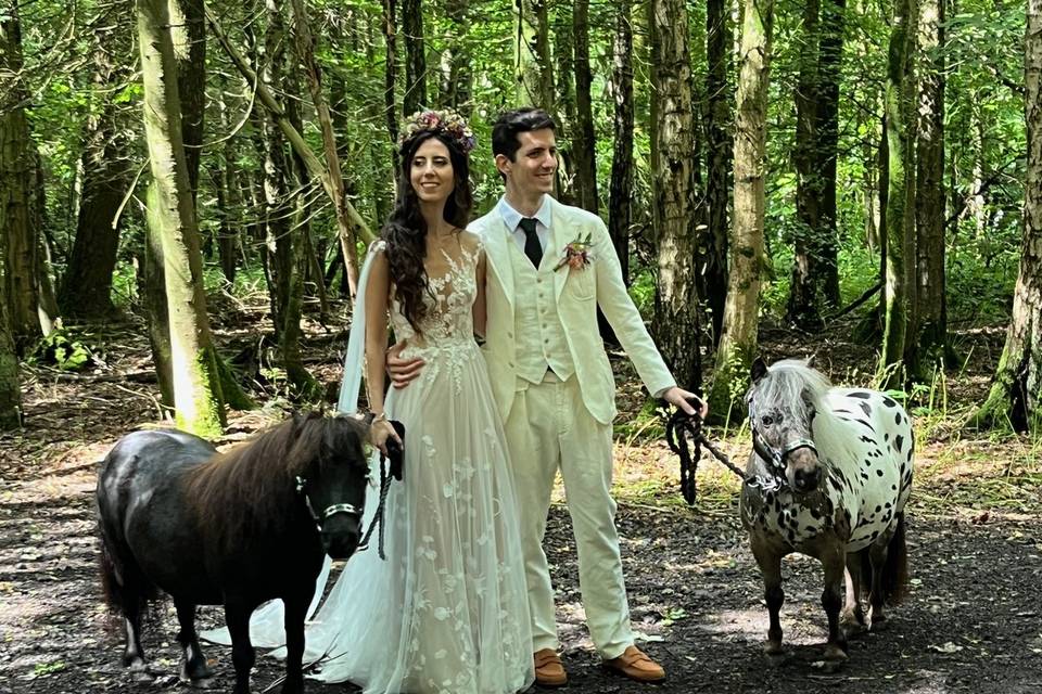 Shetland pony ring bearer