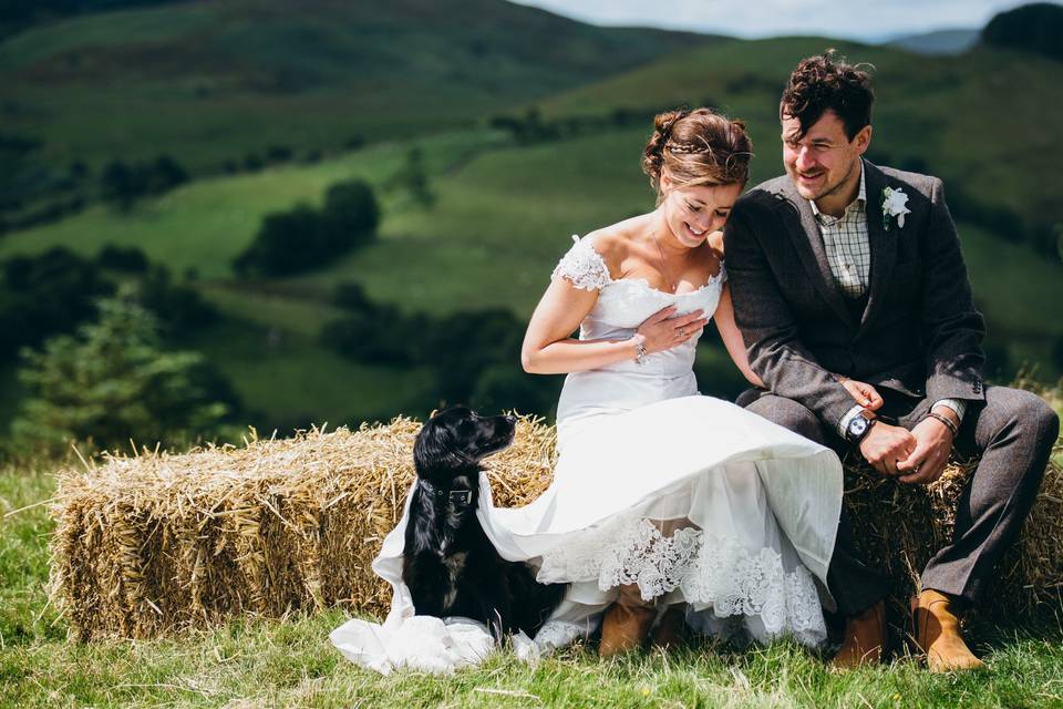 Dog in the wedding dress