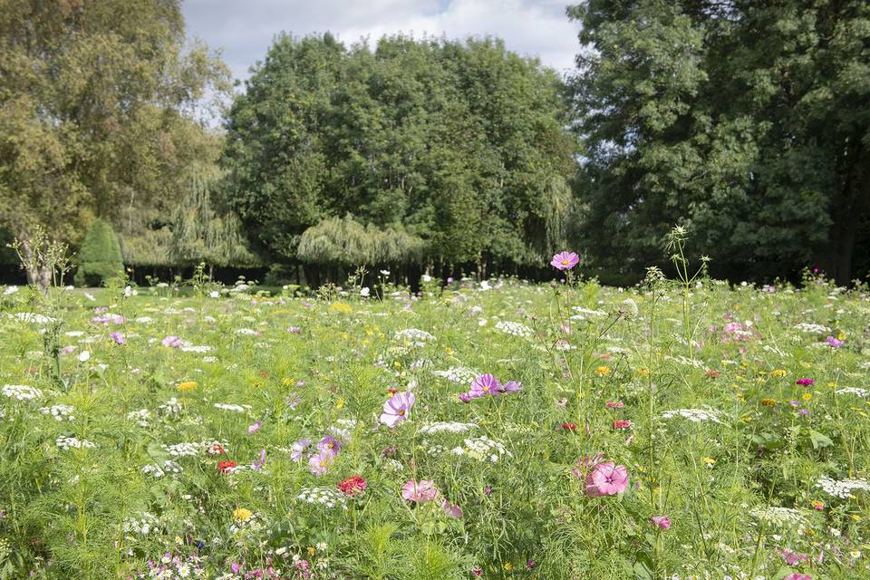 Storyboard Wild Meadow