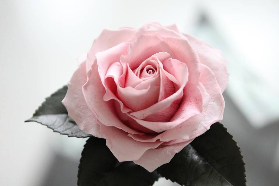 Pink Rose