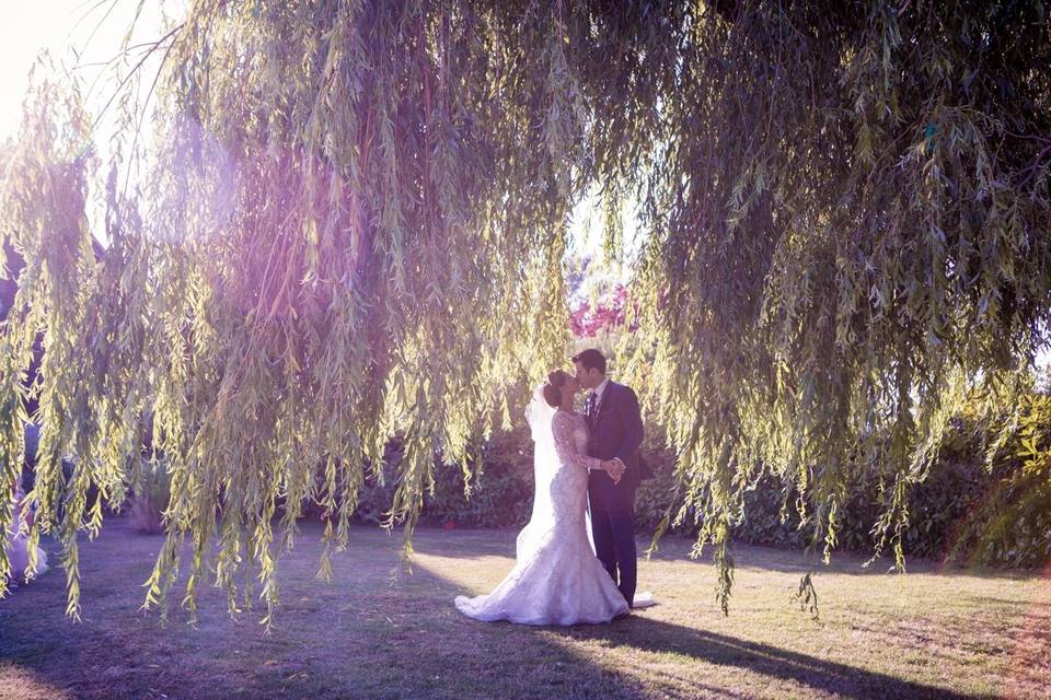 Our weeping willows create stunning photo opportunities