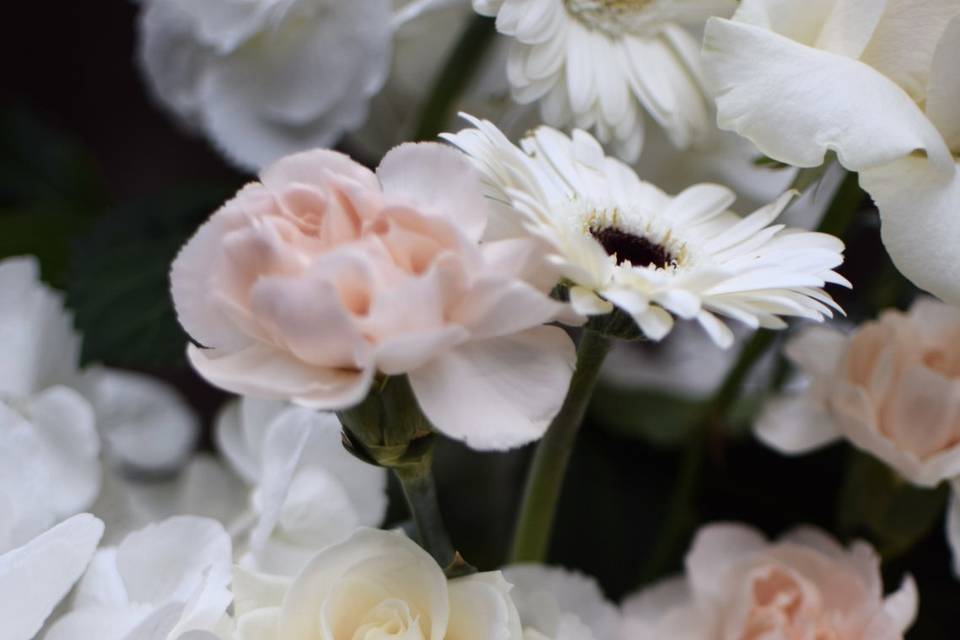 White & blush