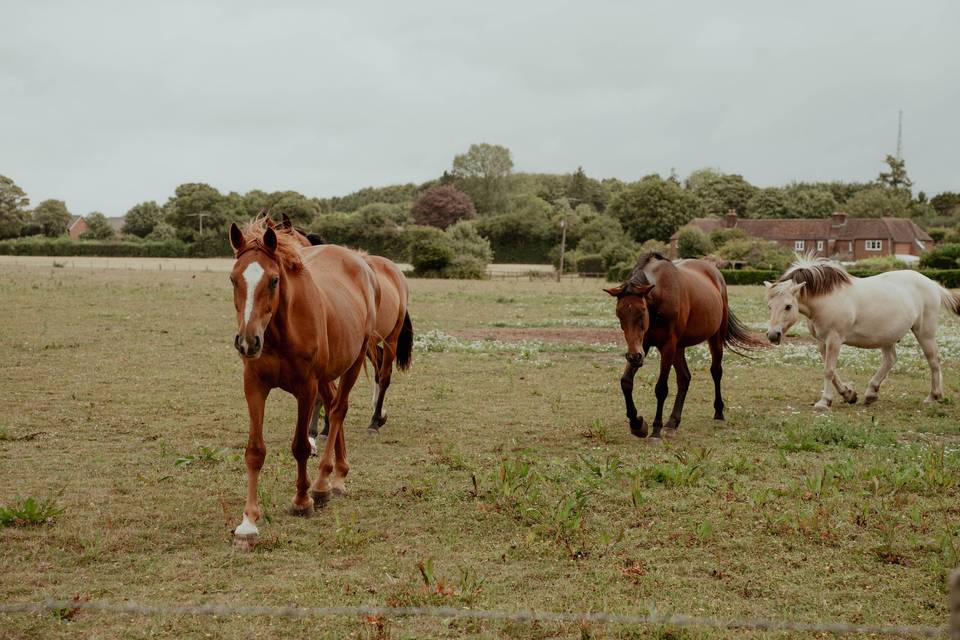 Horses