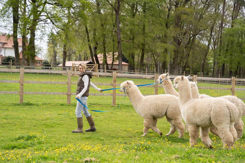 Walk with alpacas