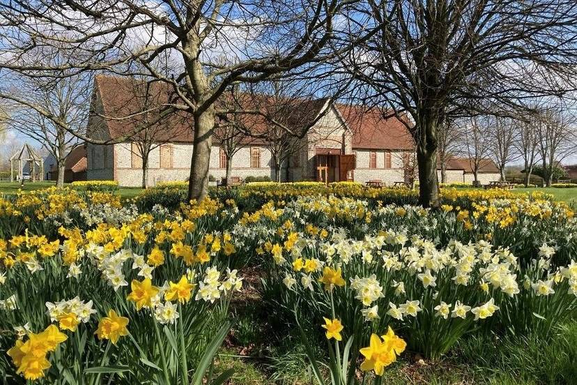 Springtime Daffodils