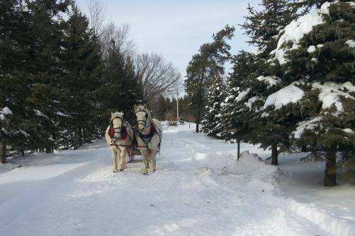 Horses approaching