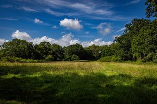 The Meadow