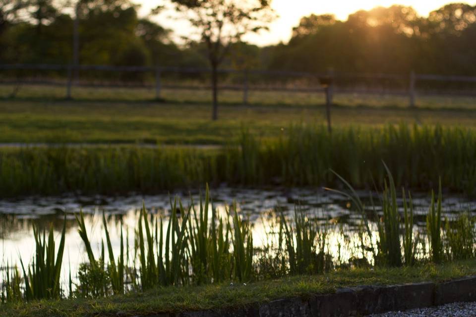 Sundow at The Meadow