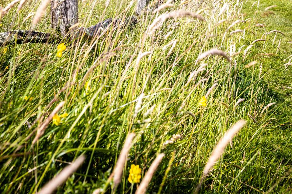 Meadow grasses