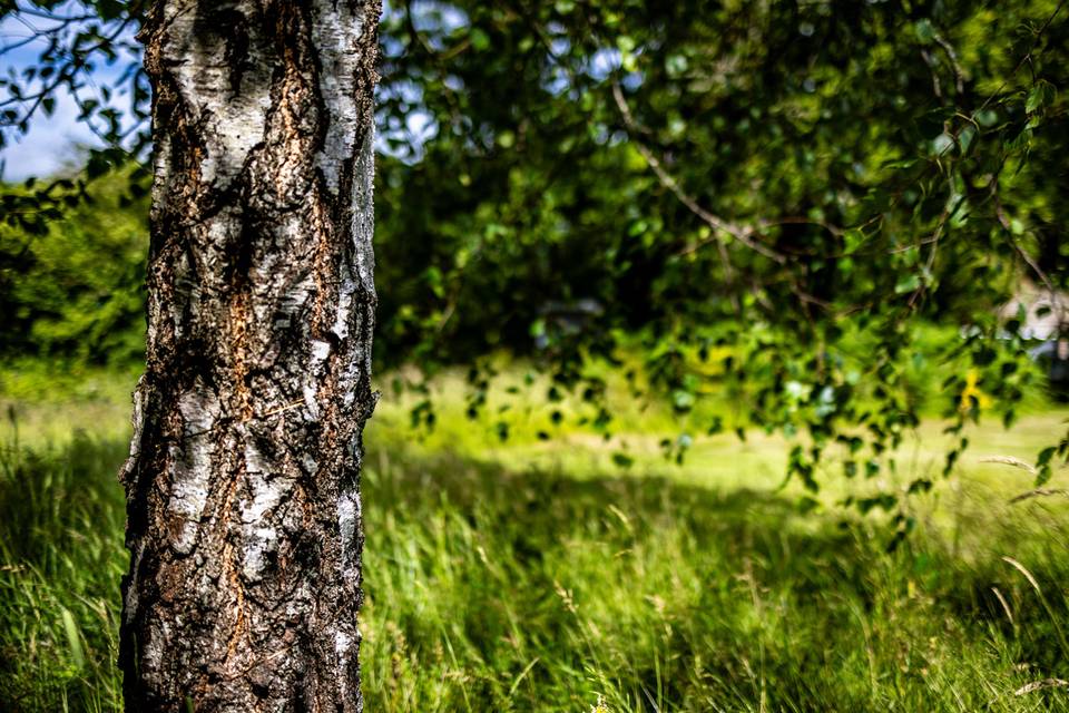 Silver birch in the meadow