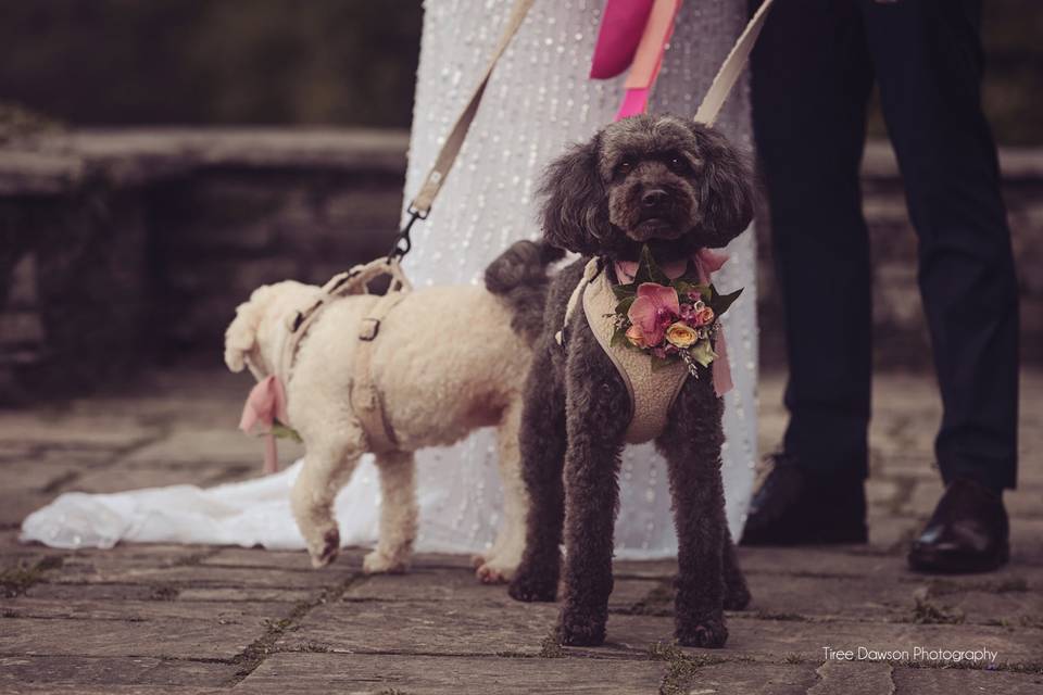 Dog-friendly wedding venue